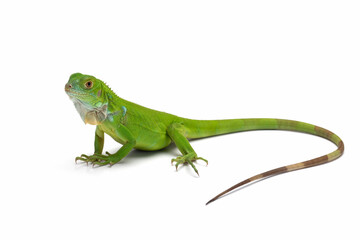 The juvenile Green Iguana isolated on white background.
