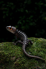 Red-eyed Crocodile Skink (Tribolonotus gracilis) on mossy wood.