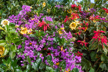 Colorful tropical flower background of Chalice cup vine, bougainvillea