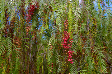 Red round fruits of peruvian peppertree on green leaves background