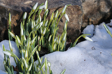 The first snowdrops in the snow. Spring coming, March