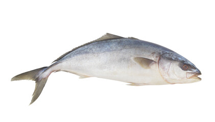 Fresh raw fish isolated on white, yellowtail amberjack.