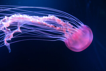 Mostly blurred jellyfish on dark blue background