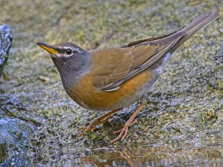Eyebrowed Thrush