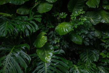 Tropical leaves background. Monstera deliciosa, golden pothos and schefflera