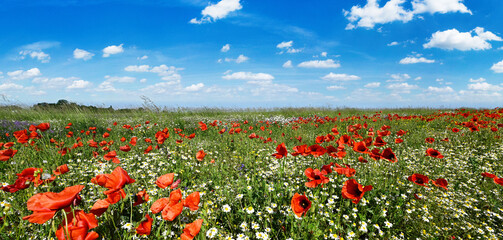 Fototapeta na wymiar Beautiful summer day on meadow with wild flowers