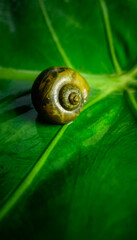 snail on a leaf