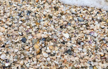 background of hundreds of thousands of seashells by the sea