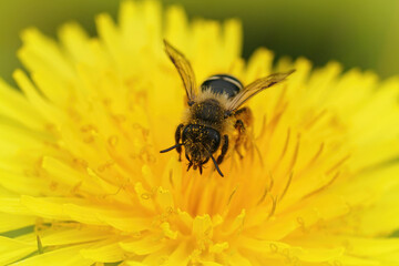 Closeup of the female of the Yellow-legged Mining Bee, Andrena flavipes in a dandelion, Taraxacum officinale flower