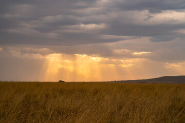 A Sunset over the Savannah