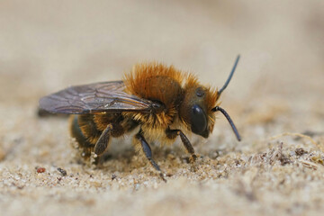 Closeup on a male closeup on the blue mason bee, Osmia caerulescens