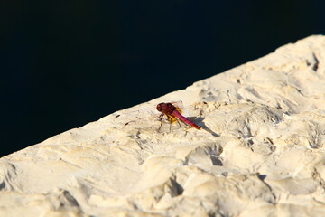 Flying insect dragonfly in the city park.
