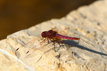 Flying insect dragonfly in the city park.