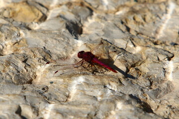 Flying insect dragonfly in the city park.
