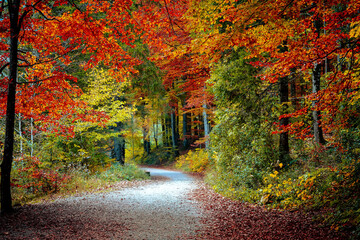 Naklejka premium Autumn landscape beautiful colored trees over the forest, glowing in sunlight. Forest Road in the autumn. Autumn Scenery. color in nature. gorgeous view. Amazing nature landscape in fall.