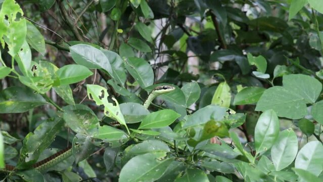 Elevated head of a Painted Bronzeback snake is on between the leaves of tree with