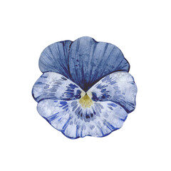 Watercolor illustration with vintage blue pansy flower isolated on white background.