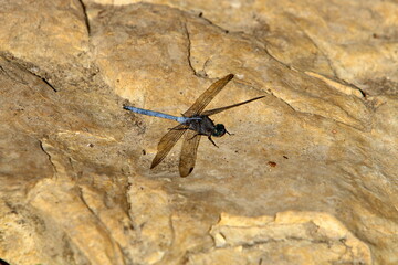 Flying insect dragonfly in the city park.