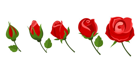 Obraz premium 5 stages of red rose blooming