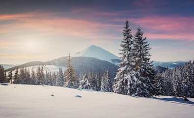 Fantastic winter sunset in the mountain. Panoramic view of the picturesque snowy winter landscape. Snow covered fir trees on the background of mountain peak. Christmas holiday concept
