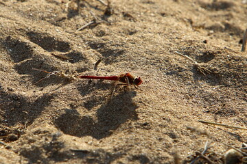 Flying insect dragonfly in the city park.