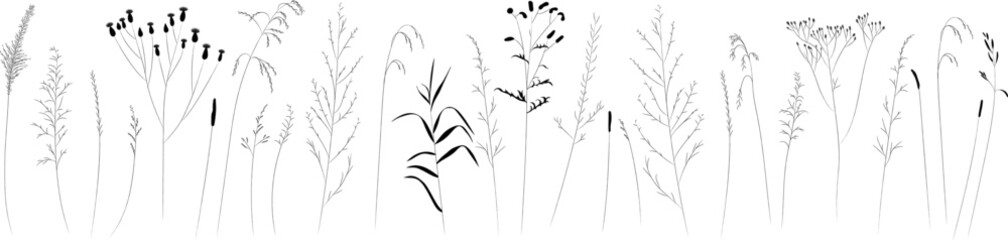 Field and meadow herbs, black outline, trend sketch for eco design. Sketch of medicinal plants, vector drawing for packaging or textile.