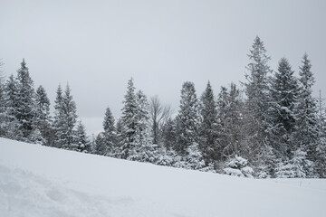  view of the covered with frost trees in the snowdrifts. Magical winter forest. Natural landscape with beautiful sky. The revival of the planet.