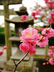 京都　北野天満宮に咲いていた梅の花