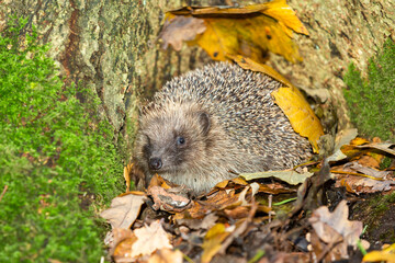 Hedgehog, Scientific name: Erinaceus Europaeus.  Close up of a wild, native, European hedgehog waking from hibernation inside a tree trunk hollow. Horizontal.  Space for copy.