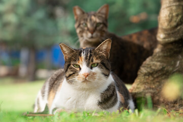 Naklejka na ściany i meble Two mongrel cats looking at the camera outdoors in israeli summer park near a tree trunk. Shallow depth of field.