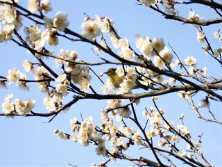 京都の某所で撮った白梅とメジロ