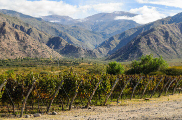 Cafayate vineyard in Salta, Argentina.