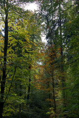 Beautiful autumn trees in the wood at City of Z&uuml;rich on a sunny autumn day. Photo taken October 11th, 2022, Zurich, Switzerland.