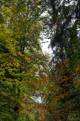 Beautiful autumn trees in the wood at City of Zürich on a sunny autumn day. Photo taken October 11th, 2022, Zurich, Switzerland.