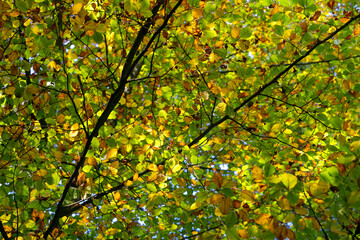 Close-up of beautiful autumn leaves in the wood at City of Zürich on a sunny autumn day. Photo taken October 11th, 2022, Zurich, Switzerland. 