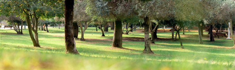 Panoramic view of a city park in Rishon Lezion, Israel