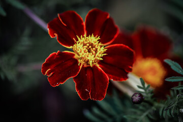 red and yellow flower
