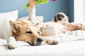 Happy young woman lying in the bed with her dogs