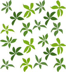 Fototapeta premium seamless pattern with green leaves vector set illustration 