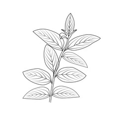 hand drawn tree leaf plant drawing isolated vector art on white background