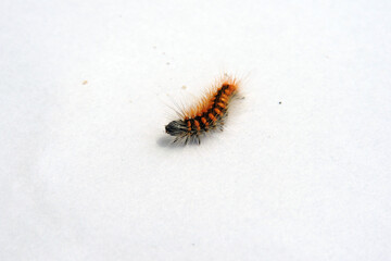 A black dotted hairy caterpillar with a raised head isolated on white