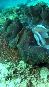 Vertical video of Giant clams on rubble with soft coral growing on shell