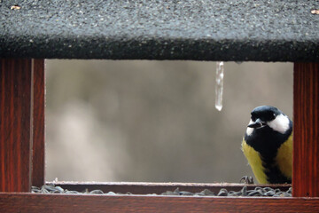 The great tit with a sunflower seed in its beak sitting in a wooden bird feeder, an icicle hanging...