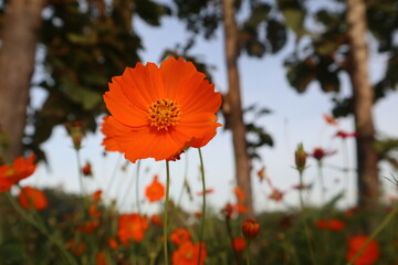 Yellow flower is beautiful