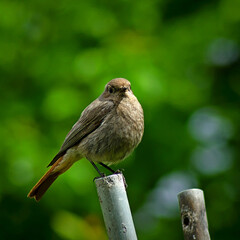 Cinderella (Phoenicurus ochruros) in the spring garden.