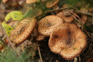 Boletus mushrooms in the forest.