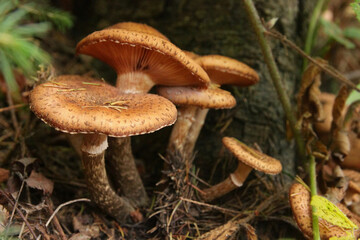 Boletus mushrooms in the forest.