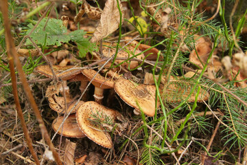 Boletus mushrooms in the forest.