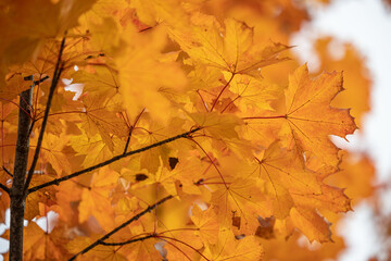 Ahornblätter im Herbst