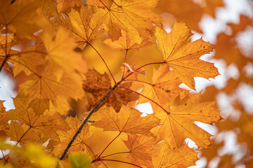 Ahornblätter im Herbst